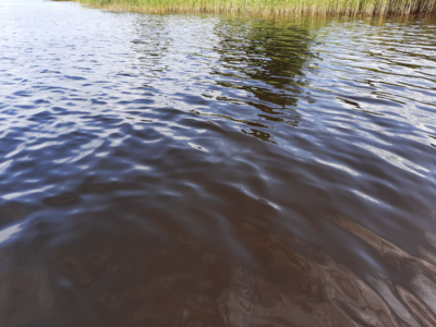 Haukivesi (Saimaa) (04.211.1.001)-Valtakunnallinen sinileväseuranta (Pieni Raudanvesi)-ObsALG-202307261621-64c11e14cc20c.png