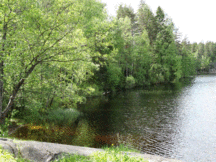 Myllyjärven rantaviivaa (1.6.2014)