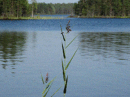 Iijärvi (61.341.1.002)/Kuusilahti