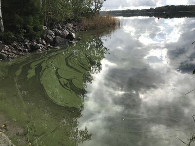 Mannervesi-Valtakunnallinen sinileväseuranta (Iso Marjakari)-ObsALG-201909301302-82.jpeg