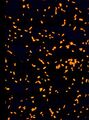 Bakteeriplankton.jpg