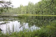 Mustjärvi (81.061.1.013)/Eteläranta