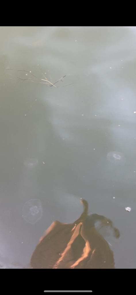 Seurasaari-Havaintopaikka 5-ObsJELLY-202309061910-64f9489e71347.png