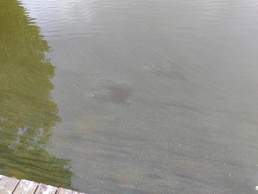 Vanajavesi (yhd.)-Petäyksen takaranta-ObsIMG-202208011706-62e82f4e738a5.png