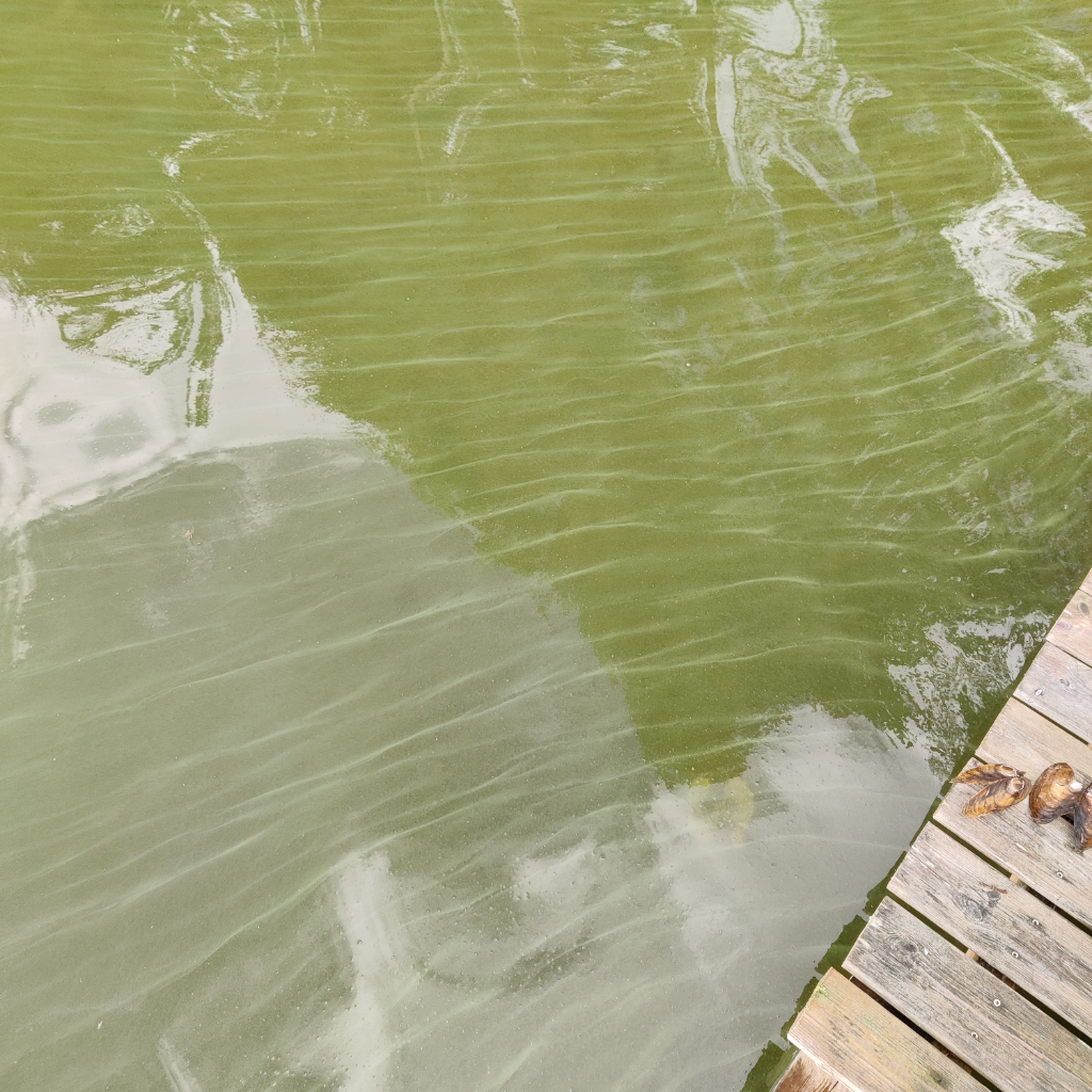 Penikkajärvi (61.345.1.002)-Havaintopaikka 1-ObsIMG-202307301814-64c67e399d53f.png