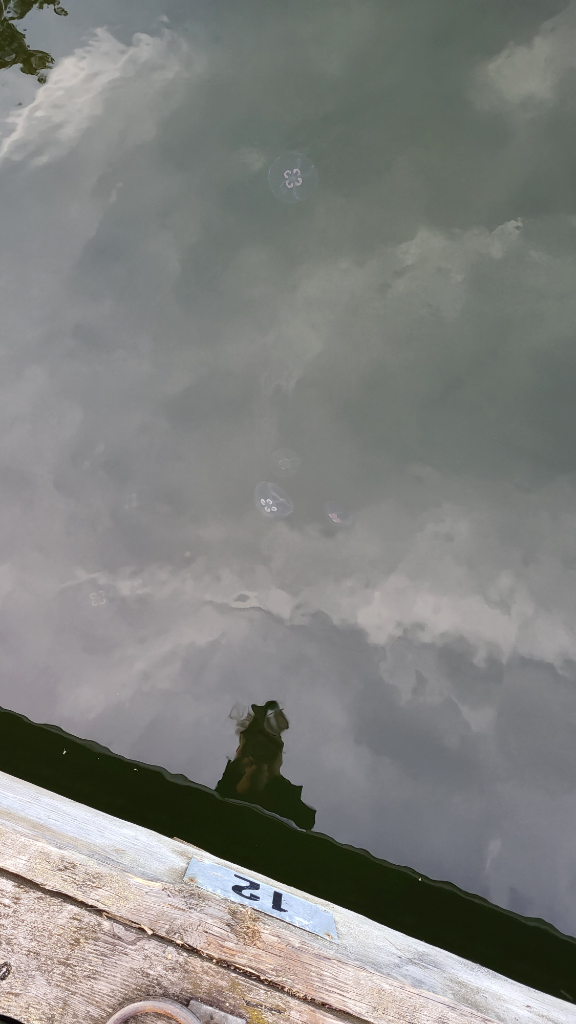 Porvoo-Helsinki-Isosaaren vierasvenelaituri-ObsJELLY-202208221830-6303cffe1e13a.png