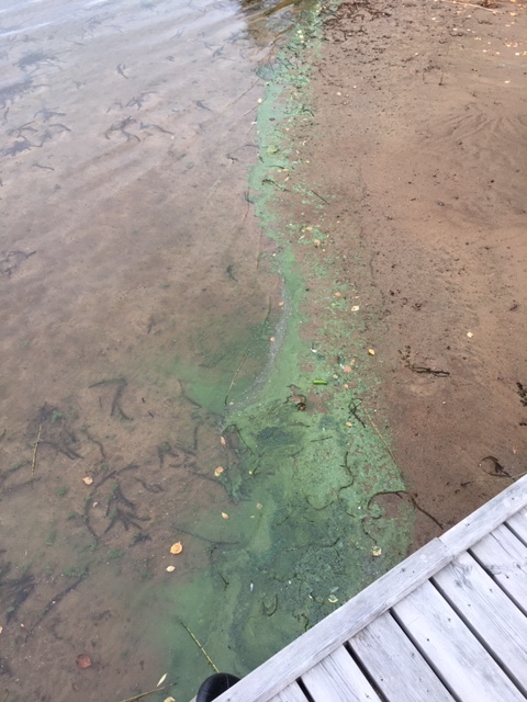 Saimaa (04.112.1.001)-Leppäniementie 32-ObsALG-201909271002-36.jpg