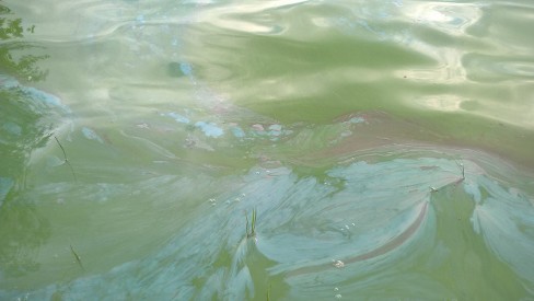 WP 20160723 15 32 45 Pro.JPG