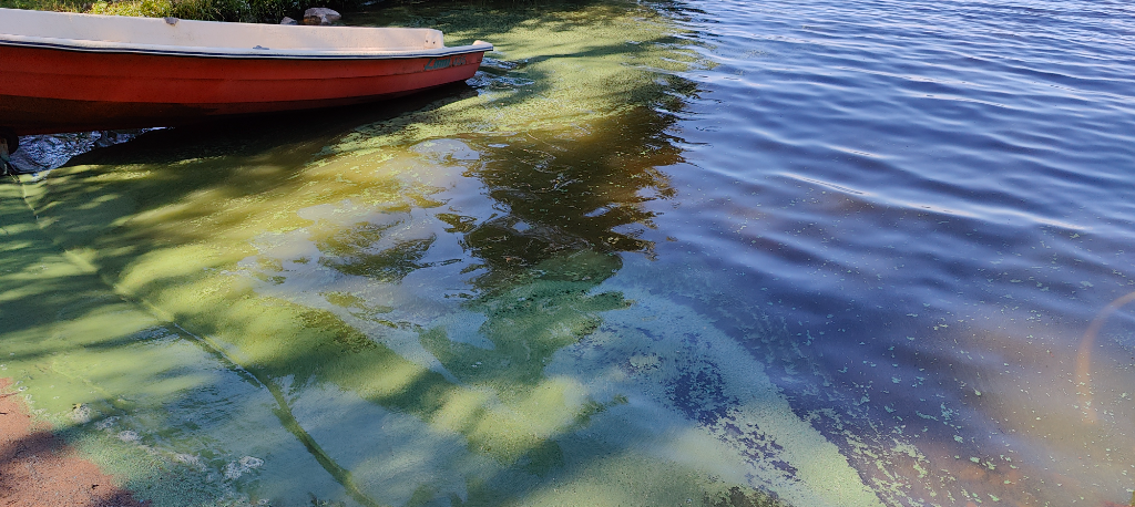 Lappajärvi (47.031.1.001)-Isoniemi-ObsALG-202307121619-64aea8c513203.png