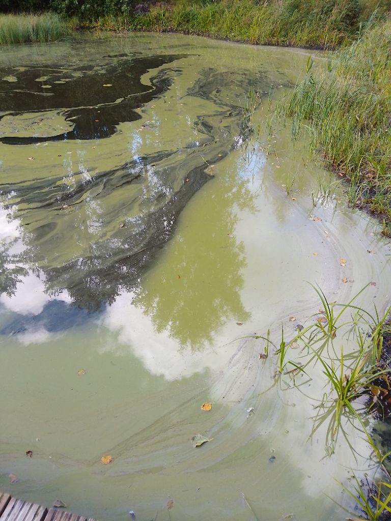 Lehmälampi (04.112.1.469)-Havaintopaikka 1-ObsALG-202209101200-6324697958605.png