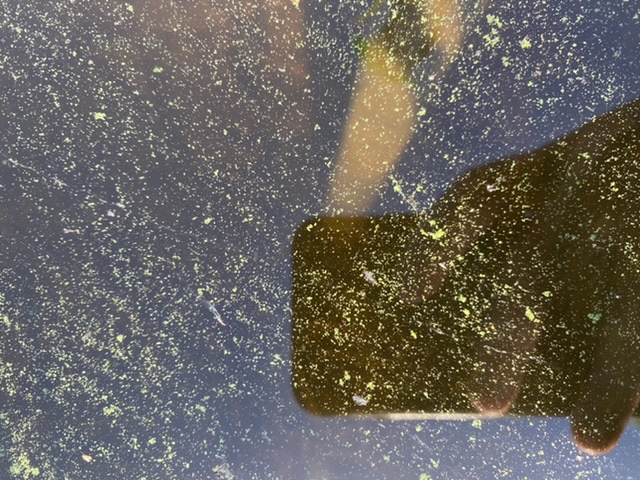 Saimaa (04.112.1.001)-Lehmänen-ObsALG-202008081144-94.jpeg