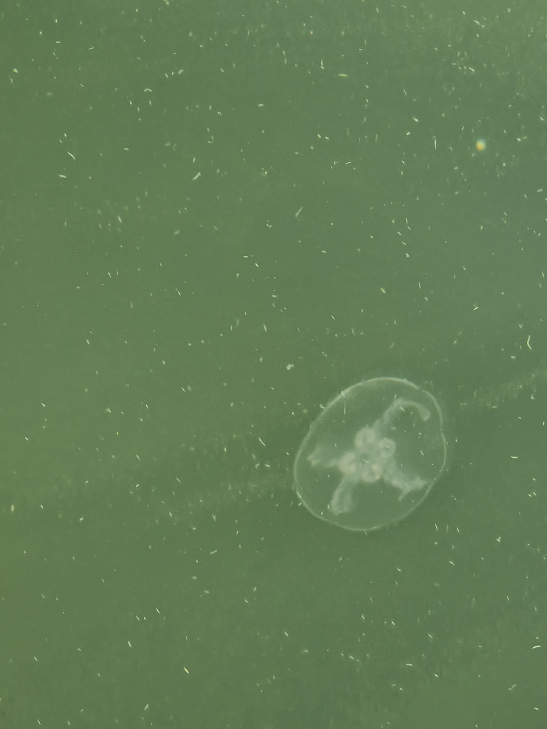 Suvisaaristo-Lauttasaari-Lilla Bodö-ObsJELLY-202209241214-632f6678a3d8e.png