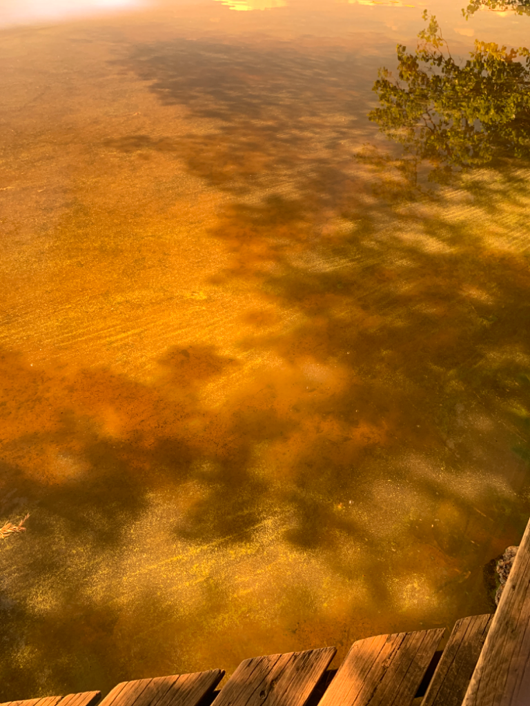 Kotajärvi (14.198.1.003)-Kotajärven uimaranta-ObsALG-202206271242-62b97c4c7aa31.png