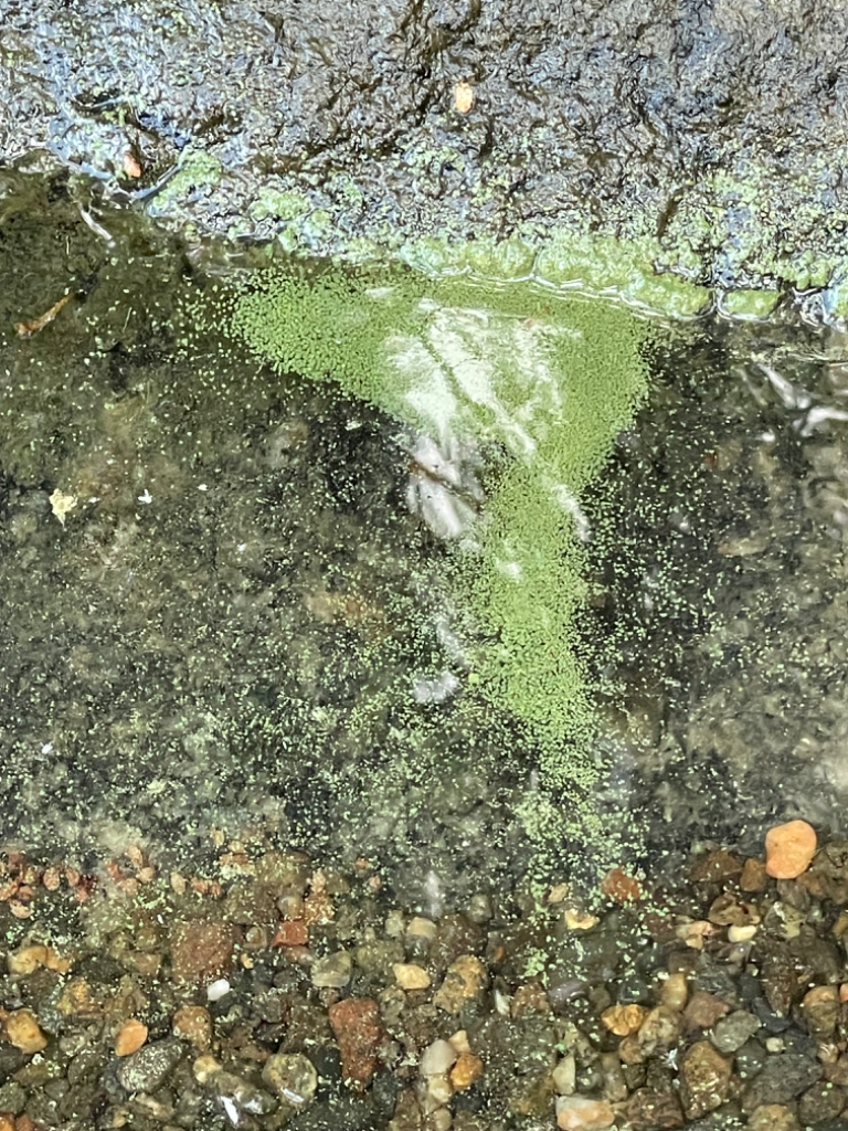 Roine (yhd.)-Korkehinen-ObsIMG-202306261000-6499d12fc03f9.png