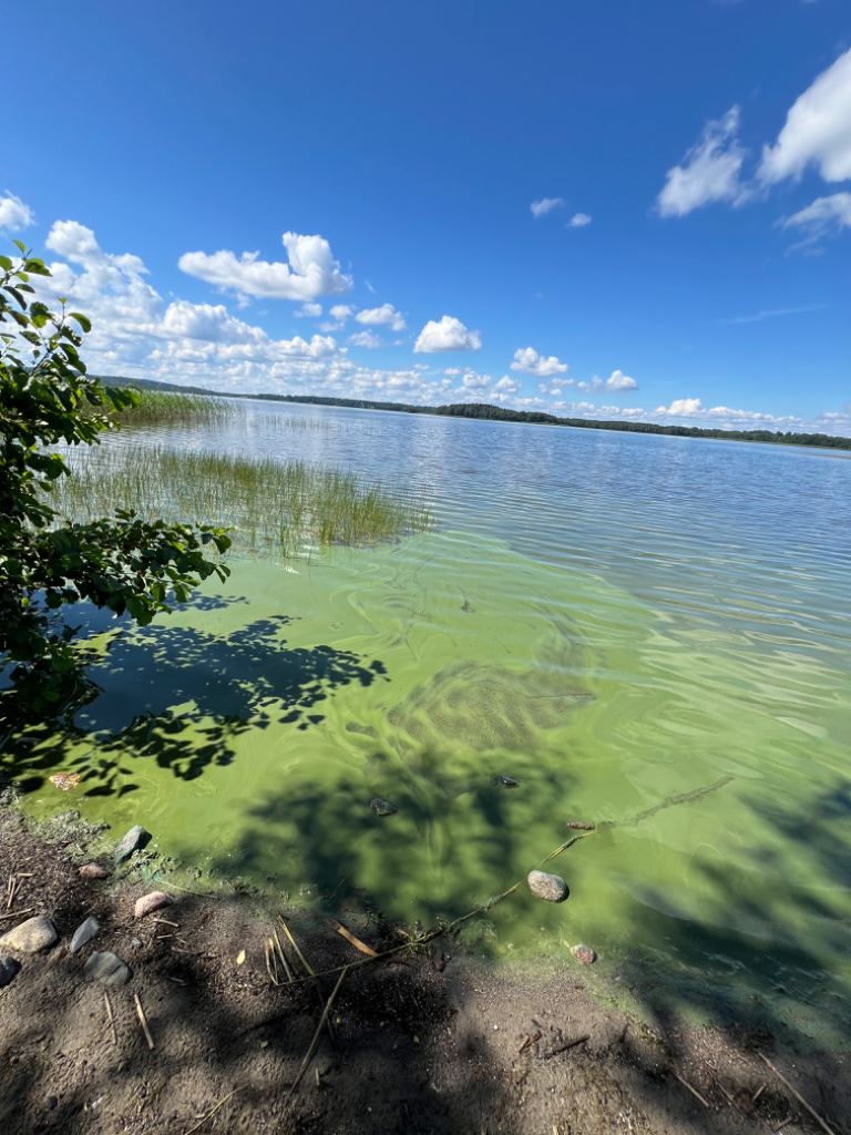 Lehijärvi (35.237.1.001)-Kalkkosen uimaranta-ObsIMG-202407131314-6692cbcb86386.png