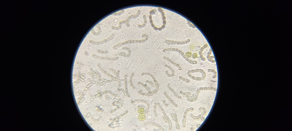 Petruma (04.277.1.001)-Havaintopaikka 1-ObsALG-202106271200-60d8d845147e0.png