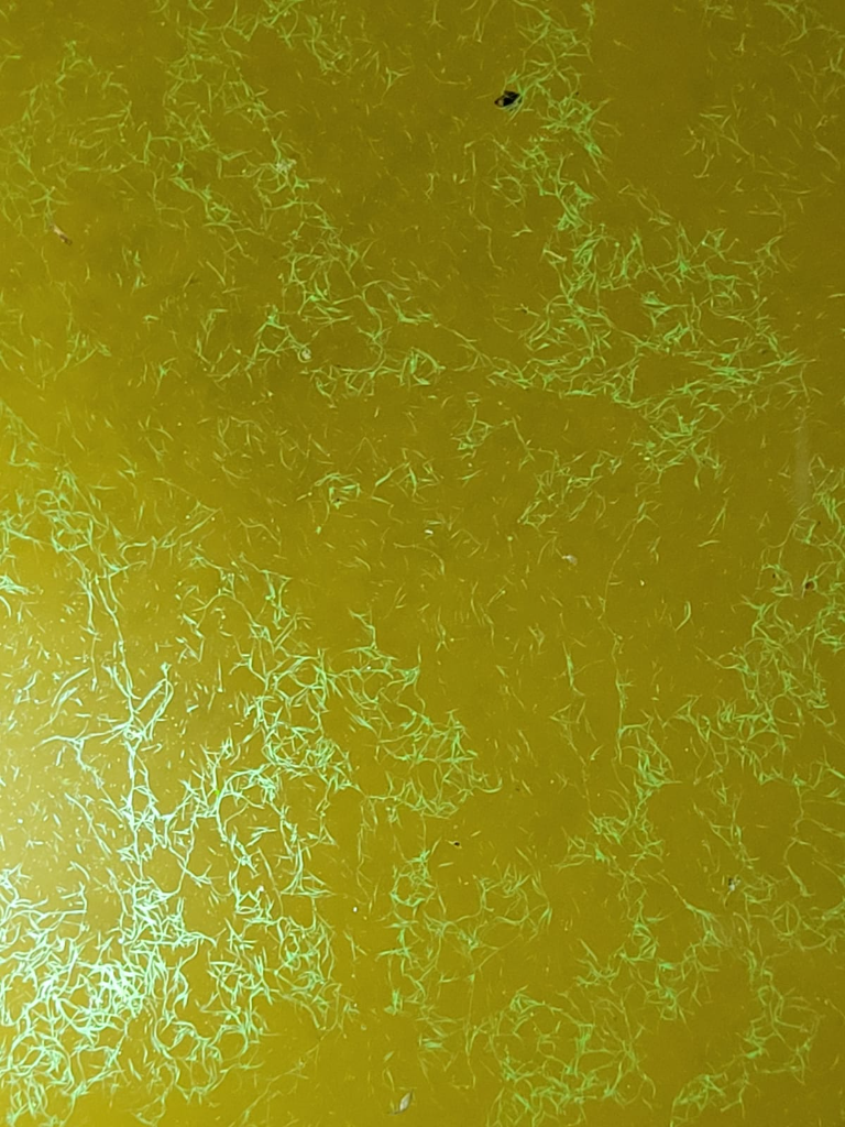 Kuuhankaveden lähialue (14.371)-Nuutinlahti-ObsIMG-202110301530-61828f788647c.png