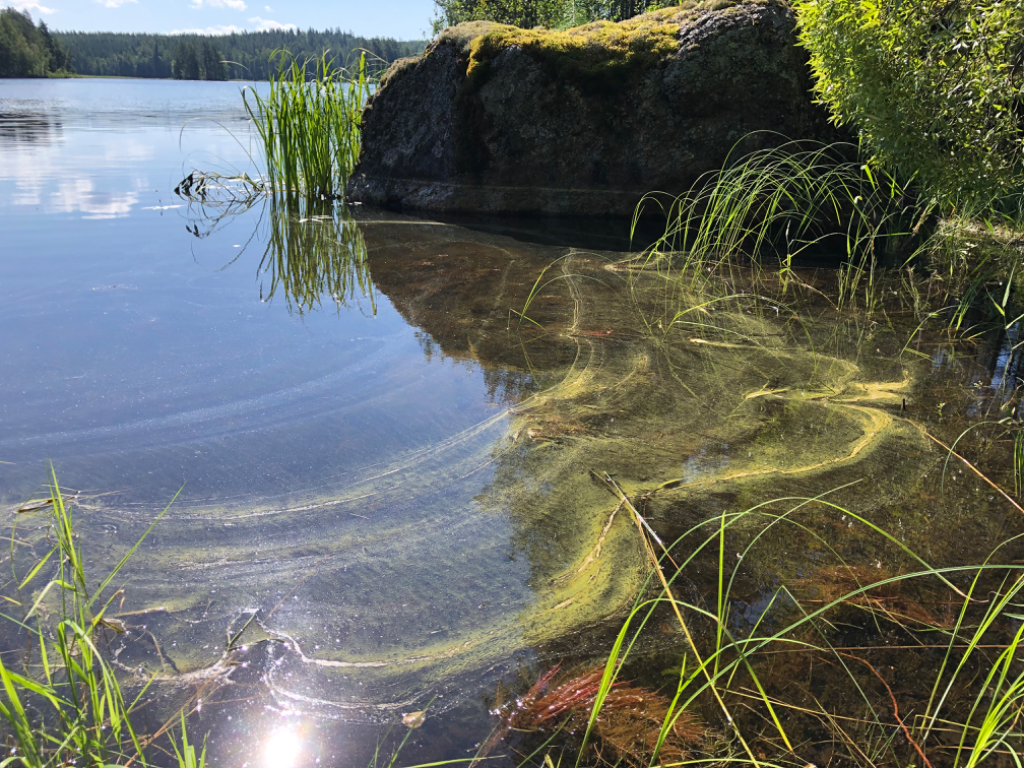 Saimaa (04.112.1.001)-Lietvesi - pitkäsaari-ObsIMG-202407231056-669f62a688aa3.png