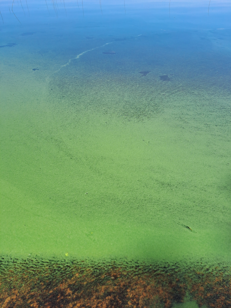 Pyhäjärvi (54.051.1.001)-Rannankylä-ObsIMG-202406261217-667bddc4e57bc.png