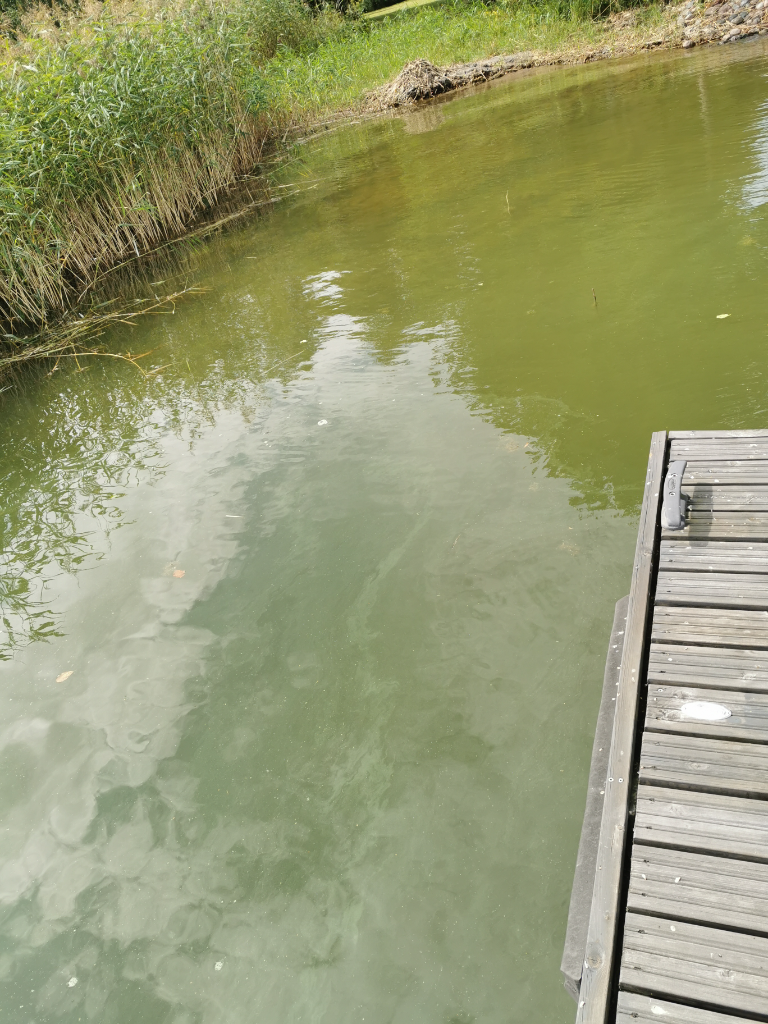 Halikonlahden eteläinen haara-Havaintopaikka 1-ObsALG-202107241323-60fbeae07df9b.png