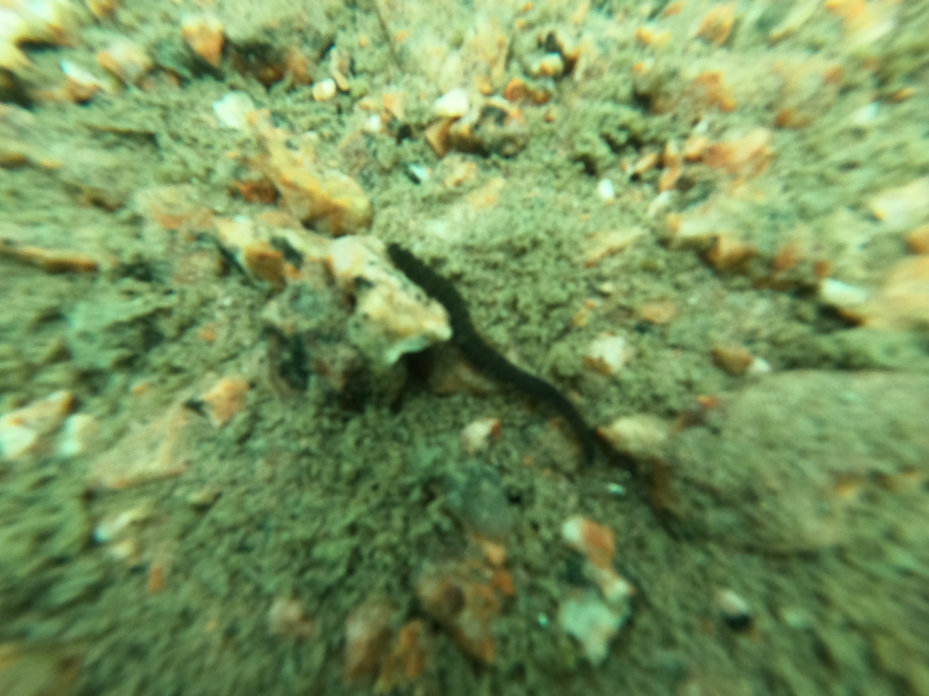 Välialue (81V062)-Hilan louhos-ObsIMG-202207091100-62d0e663eb0ad.png