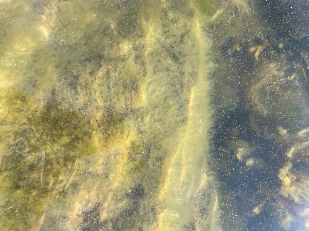 Rymättylän ja Houtskarin välinen saaristo-Ahvensaari lauttaranta-ObsALG-202308241010-64e7023cf3de6.png