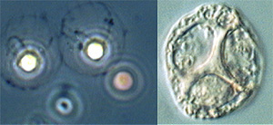 Tiedosto:Alkuelain 2.jpg