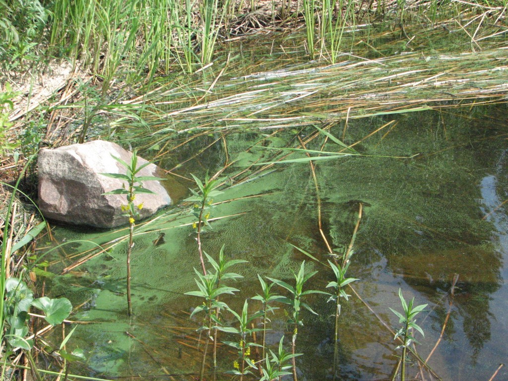 Laukkalan uimaranta 24062013.jpg