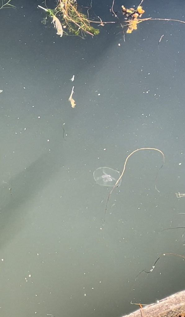 Suomenlahti-Helsinki Merisatama-ObsJELLY-202308201753-64e22a2e82fc1.png