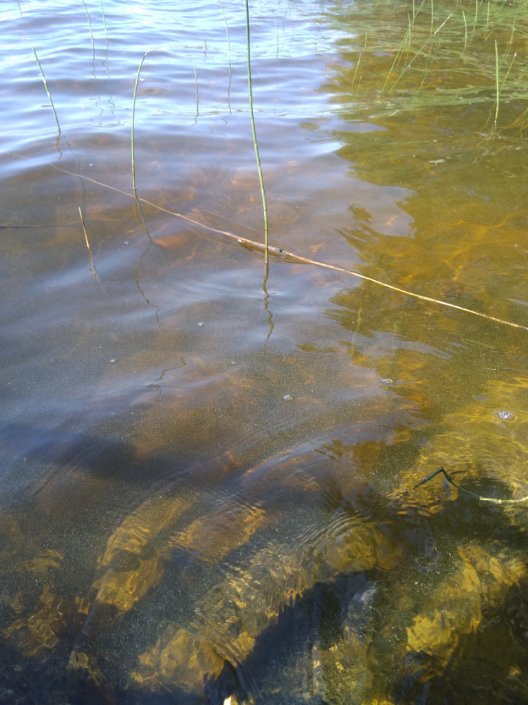 Saimaa (04.112.1.001)-Utula, Kyysmänlahti -ObsALG-202206271218-62b977751eb75.png