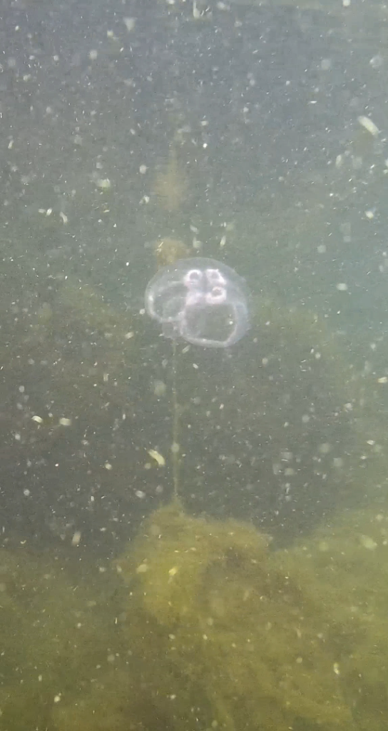 Hankoniemi W-Koneen ranta-ObsIMG-202408241836-66ce04e3454bd.png