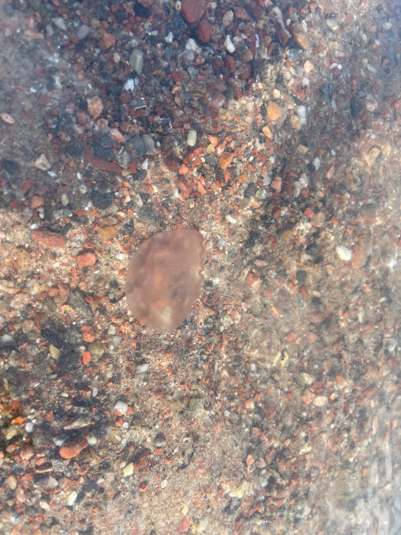 Brändö innerskärgård-Korsklobbsrevet-ObsJELLY-202507101813-686fd90c1a6c8.png