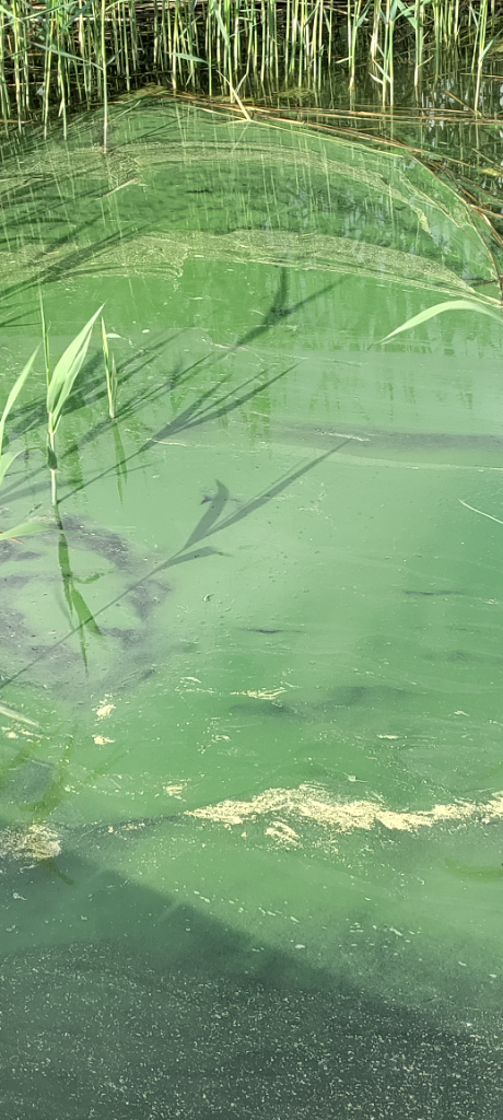 Vappari-Bläsnäsin uimaranta-ObsIMG-202406120900-666a7bba08195.png