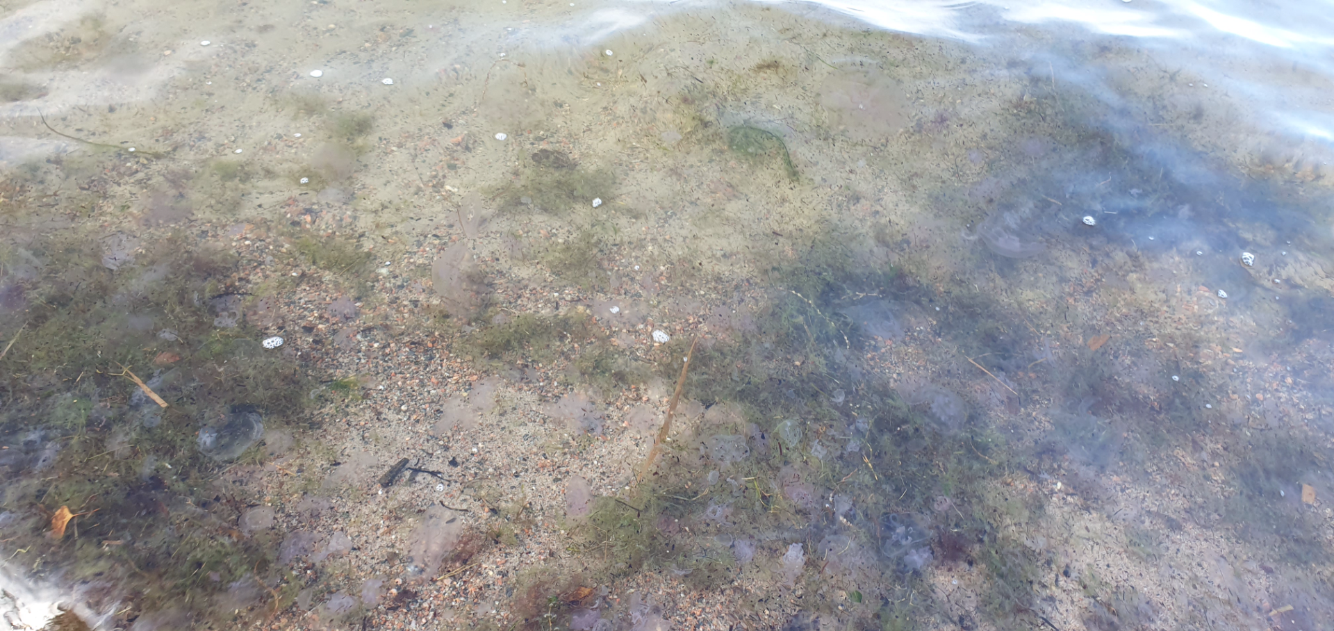 Gullkronan selän ulkosaaristoalue-Ölmos uimaranta-ObsJELLY-202509271517-68d7d671903e5.png