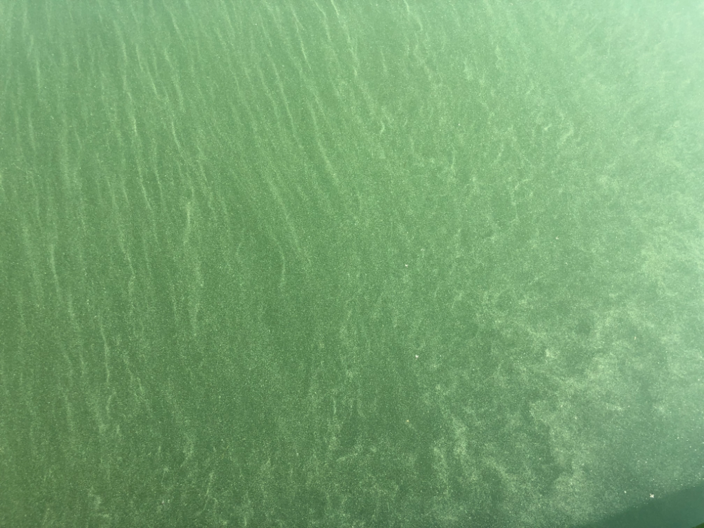 Paimionselän keskiosa-Havaintopaikka 5-ObsIMG-202107131936-60edc173cc32a.png