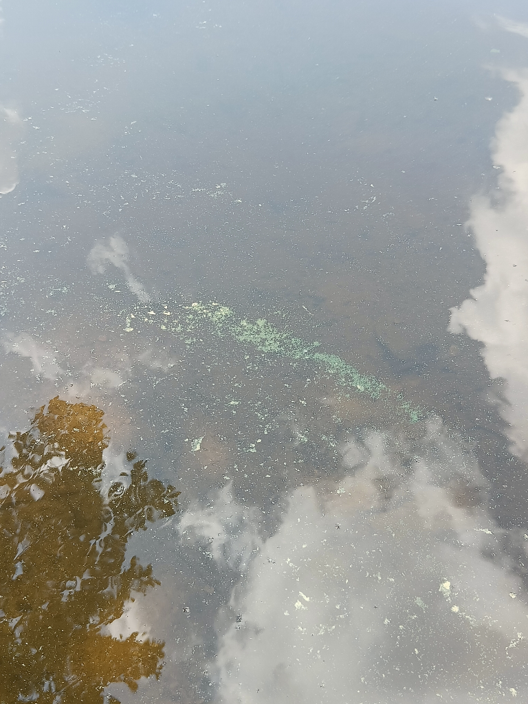 Tuomiojärvi (14.291.1.002)-Viitaniemen uimaranta-ObsIMG-202306261433-649978422b196.png