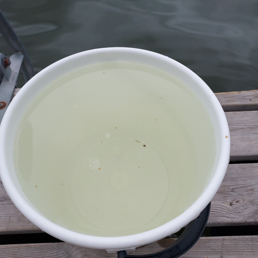 Pernajanlahti-Havaintopaikka 1-ObsALG-202207241600-62dd5a85540b6.png