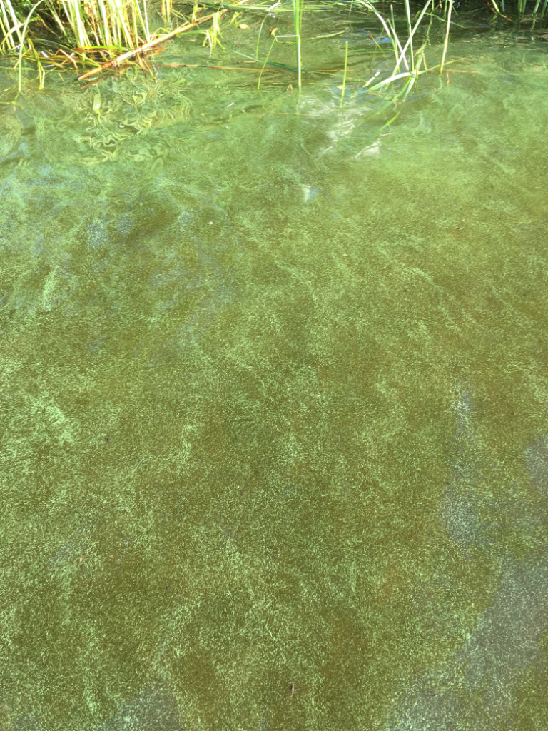 Päijänne (yhd.)-Rutalahden kyläranta-ObsIMG-202106271914-60d8a4d9978cf.png