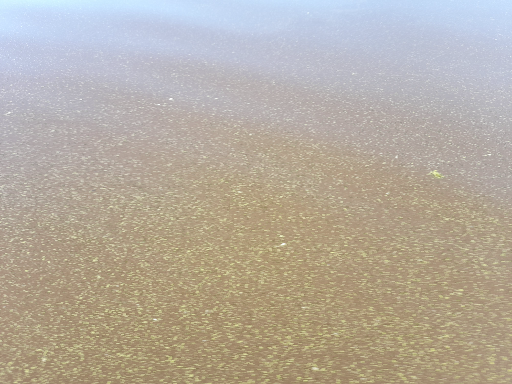 Hiidenvesi (23.031.1.001)-Pyölinniemi-ObsALG-202206261000-62babe35c9bbc.png