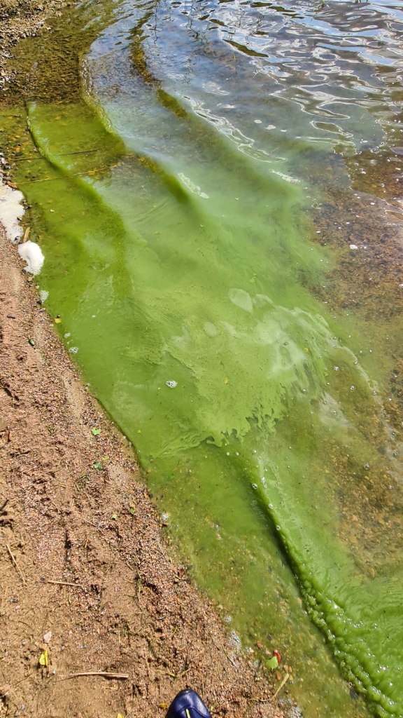 Hirvijärvi (21.033.1.009)-Havaintopaikka 1-ObsIMG-202107121756-60ec5989dbe9b.png