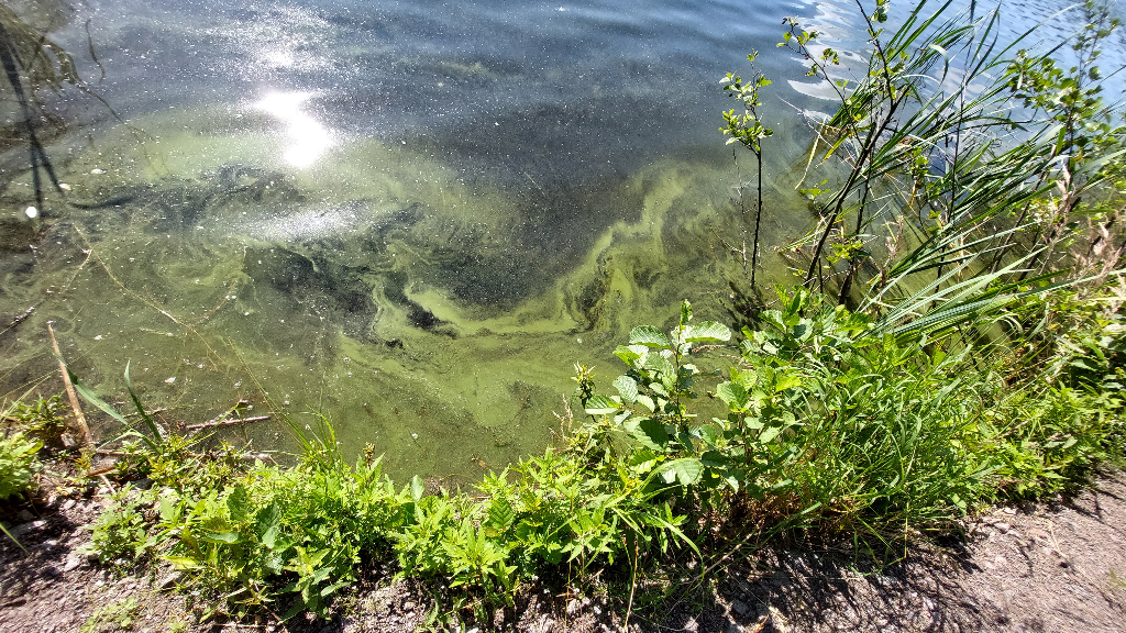 Ahvenlampi (04.112.1.047)-Ahvenlampi-ObsIMG-202307111015-64ad669828b3b.png