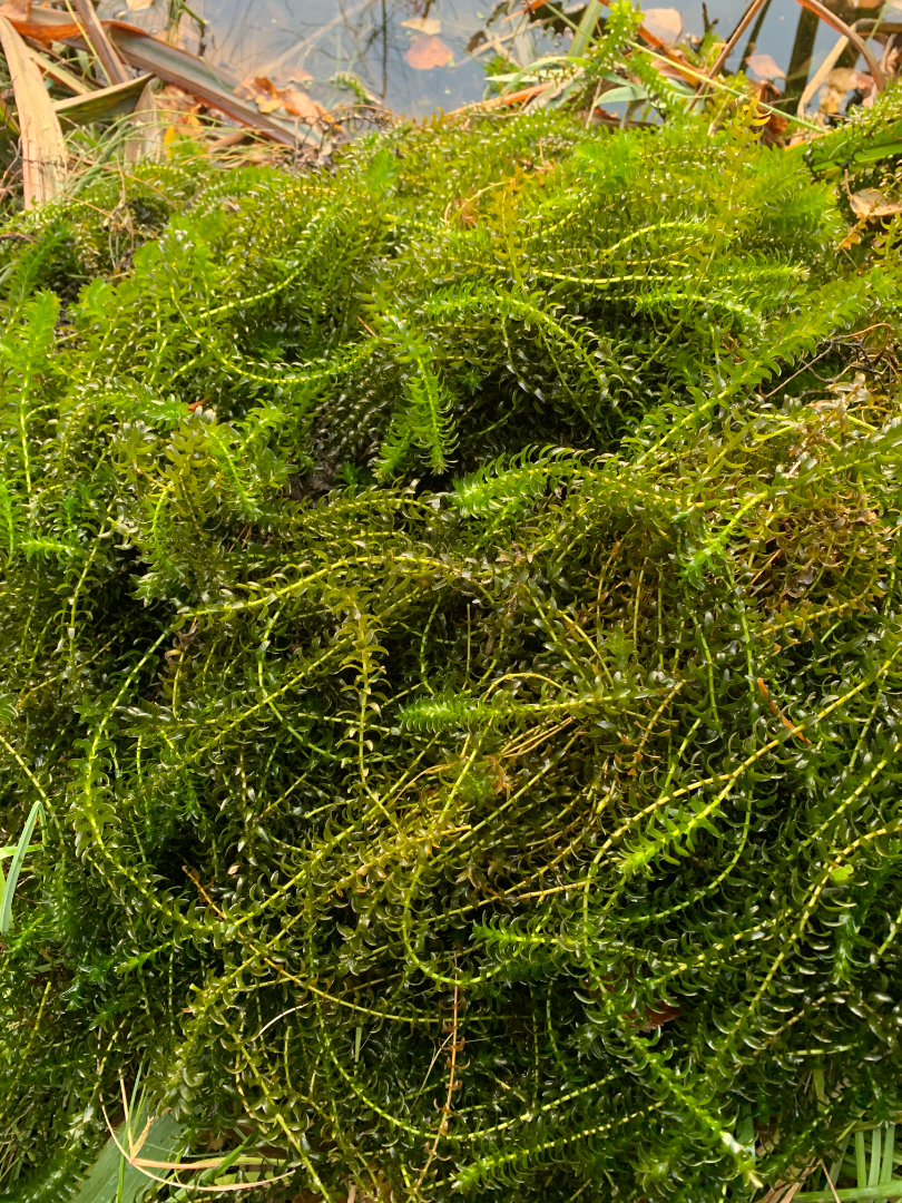 Koveroinen (14.246.1.001)-Koveroistenjärvi-ObsIMG-202508171543-68a3224c699f5.png