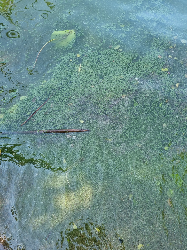 Enäjärvi (22.005.1.001)-Havaintopaikka 1-ObsIMG-202106211027-60d03fbebe8c8.png