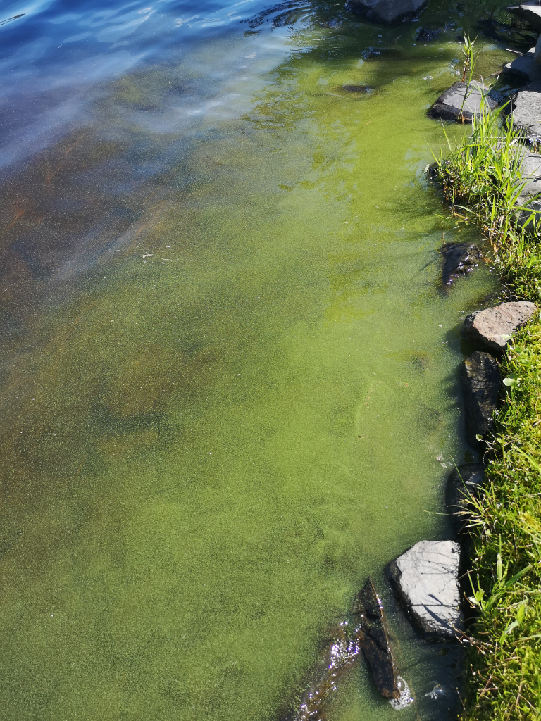 Orivesi (Saimaa) (04.311.1.001)-Raunioniemi-ObsIMG-202206251202-62b6d0252aaeb.png