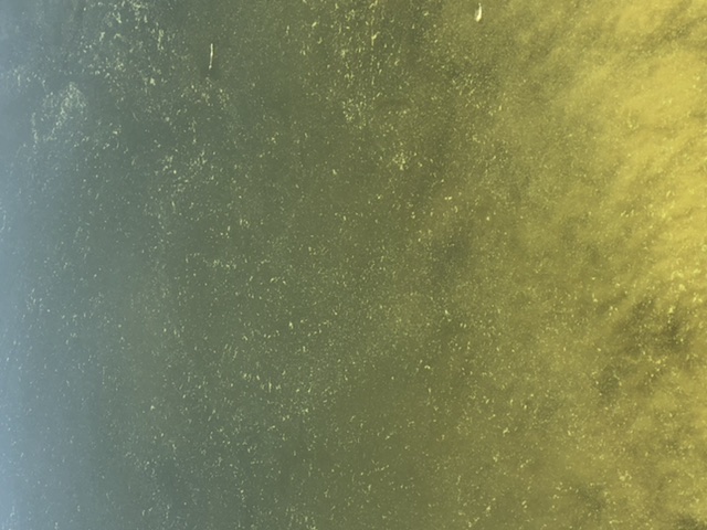 Porkkala-Jussarö-Havaintopaikka 1-ObsIMG-202006230933-38.jpeg