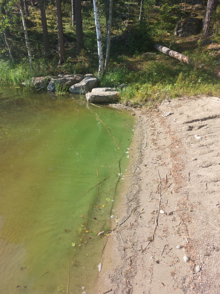 Saimaa (04.112.1.001)-Hietaranta-ObsALG-202406261744-667c547f524b9.png