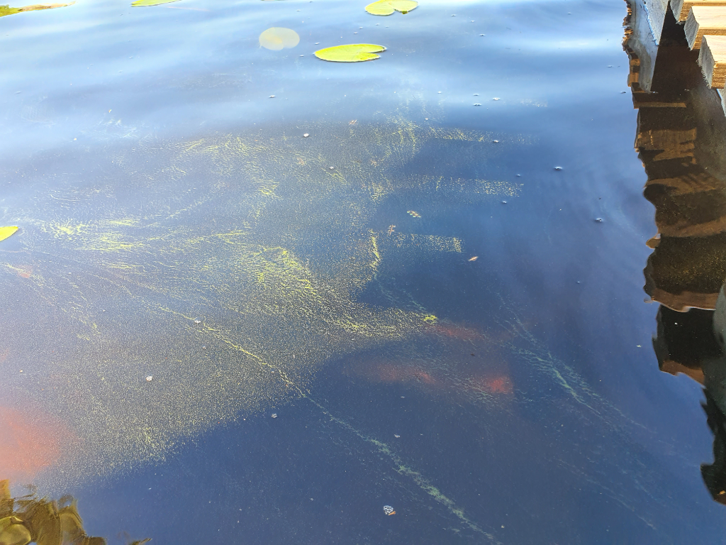 Havukkalampi (01.034.1.008)-Havukkalammentie-ObsIMG-202206291750-62bc8424a7c52.png