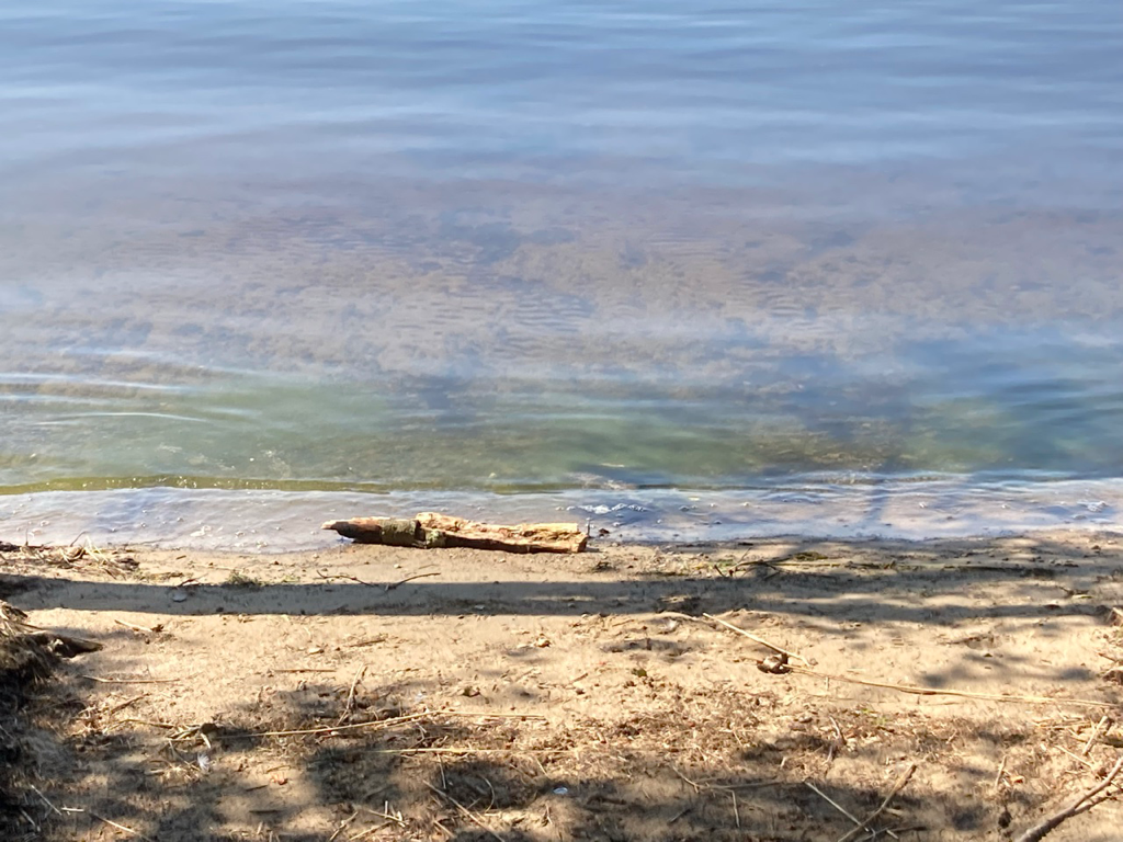 Pihlajavesi (Saimaa) (04.121.1.001)-Suutarniemi veneranta-ObsALG-202107271225-60ffdd2ca9d1d.png