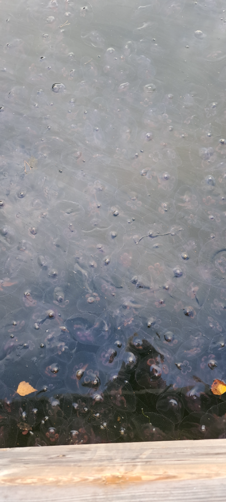 Sandöfjärden-Rödjanin ranta-ObsJELLY-202309090956-64fc17d669fb1.png