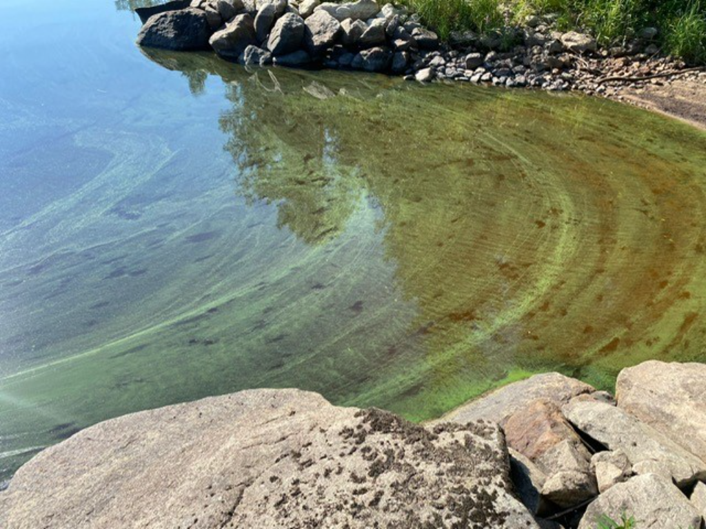 Kallavesi (yhd.)-Pohjois-Kallavesi, Leppäranta-ObsALG-202407251015-66a33f2470a5d.png